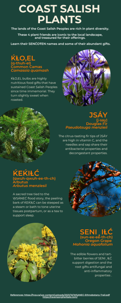 Infographic of 4 Coast Salish plants, their names in SENĆOŦEN, and some of their properties and gifts. 