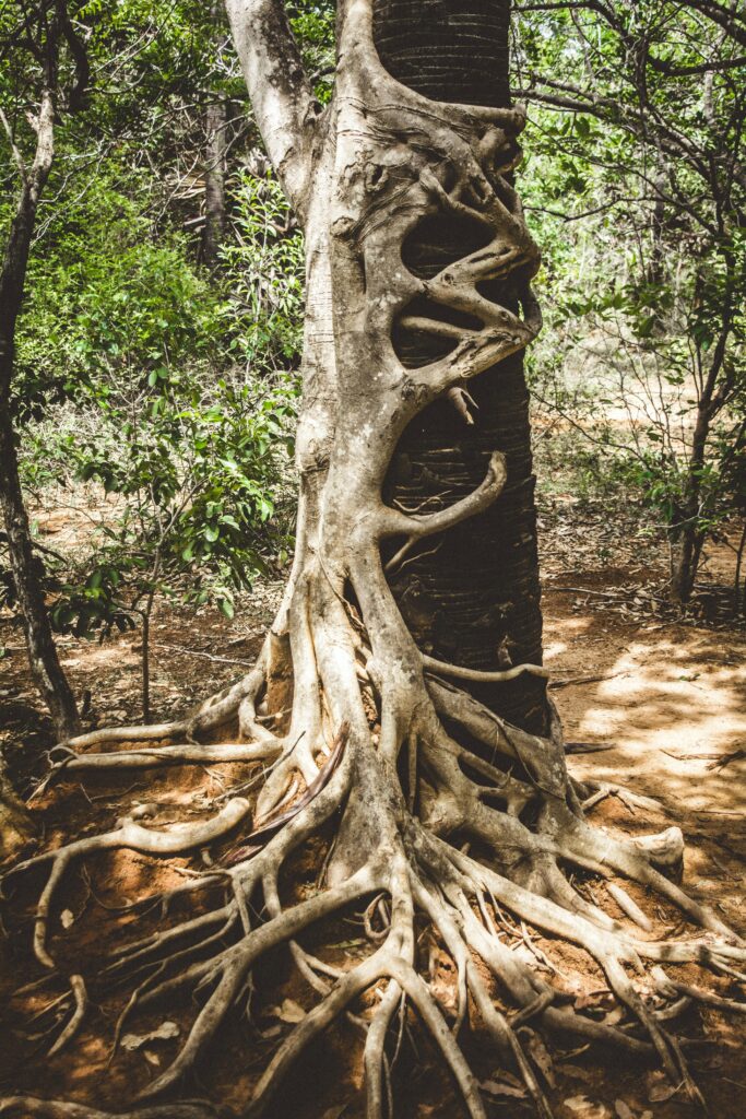 Decorative image of one tree hugging and encircling another tree.